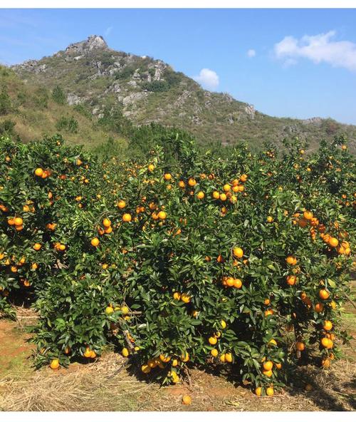 标题：陇南市武都区：同城配送助力时令水果新鲜上市